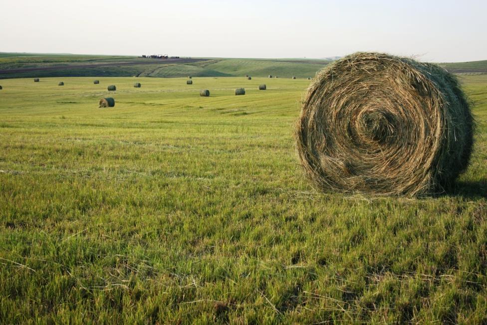 a hay