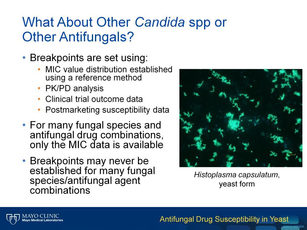 One might ask, is there any other information available to help guide my choice of antifungal agent if my patient has another species of Candida or if the isolate is another yeast genera and species