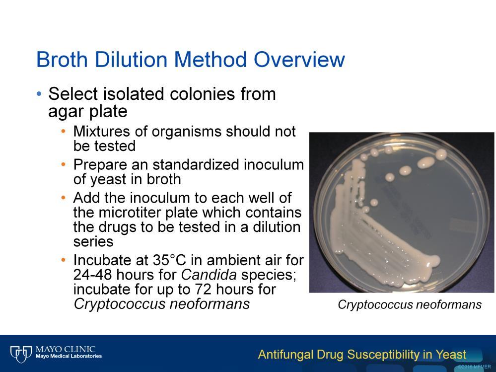 In order to perform the microbroth dilution method, a pure isolate of the yeast to be tested should be selected from an agar plate culture of the organism.