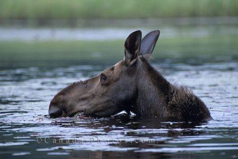 **Consider this. A population of moose had 100 individuals.