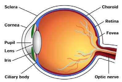 Age-related macular degeneration Japan: No.4 cause of blindness. Affects about 1% of people aged 50 and over. Increase with advancing age U.S.