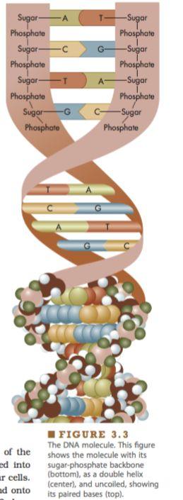 DNA Structure Structure DNA is made of complementary chains of stacked nucleotides Nucleotides structure: composed of a sugar plus a