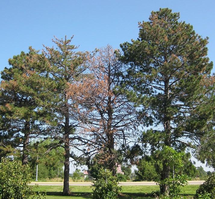 Diplodia blight Diplodia blight continued to kill and damage many pines in Nebraska in 2016 in both urban and rural landscapes, but damage was less common than in previous years, probably because of