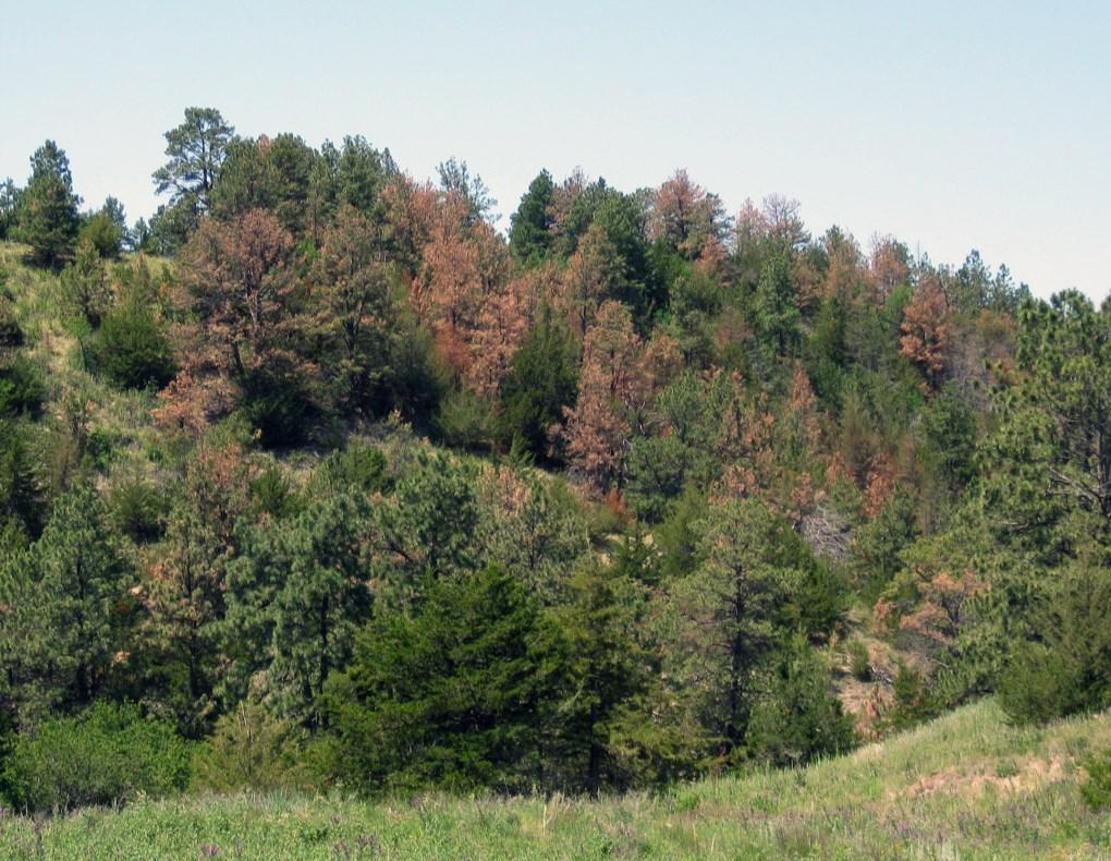 Ponderosa pines along the Snake River in Nebraska damaged and killed by Ips beetles Foliar diseases Austrian pines in decline from Diplodia blight Above average rainfall in the spring and early