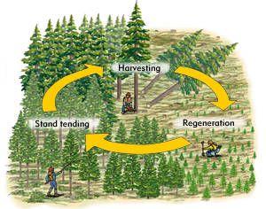 Silviculture The practice of caring for forest lands: - Replanting