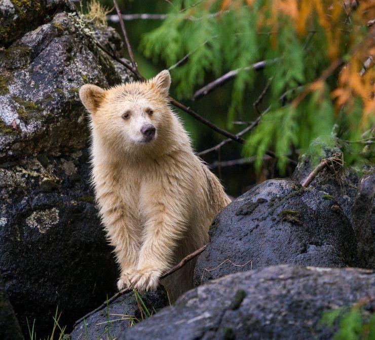 IS the great Bear Rainforest