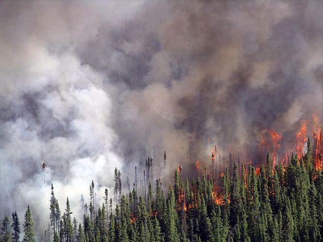 Are forest fires always bad?
