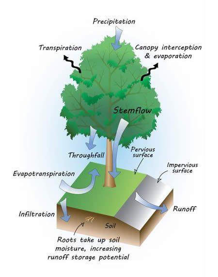 Importance of forests 3. Stop Erosion: Tree roots anchor the soil so runoff does not wash soil away.