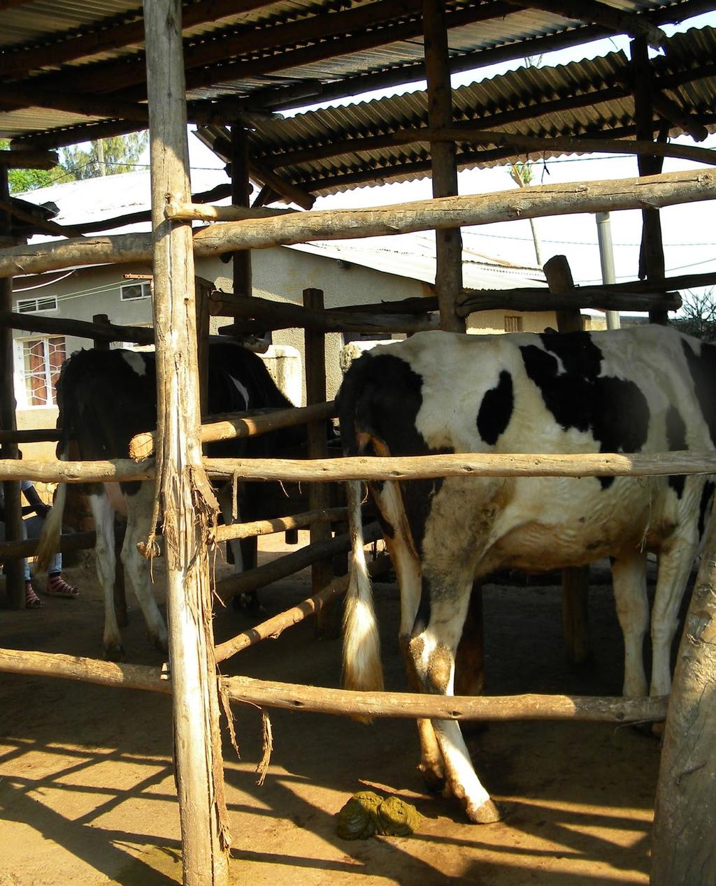 RWANDA DAIRY INDUSTRY Rwanda produces around 185 million liters of milk annually Low yield with roughly 157 thousand milking cattle in the country In Rwanda, annual milk consumption per capita is 12