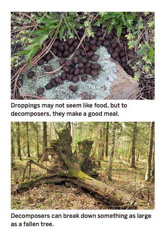 A Feast for Decomposers Introduction Imagine you re invited to a feast. When you get there, your host serves you droppings, dry brown leaves, bare bones, feathers, and a fallen tree.