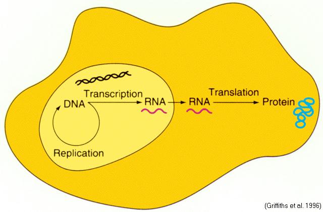 Central dogma of molecular biology DNA activity in eukaryotic cell Each gene is transcribed (at the appropriate time) from DNA into mrna, which then