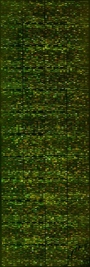 cdna microarray Image Scanner output consists of two TIFF images, one for each of red (Cy5) and green (Cy3) channels.