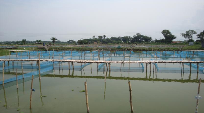 Fig. Nursery hapa Nursing: After 20 days the fingerlings are transferred to the nursery pond where nursing is completed.