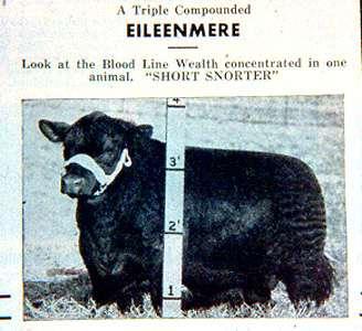 Compare dwarfism response in th 50s to the response to curly calf (AM) An early '50's advertisement that superimposed a measuring stick in the picture of this bull who was nicknamed "Short Snorter.