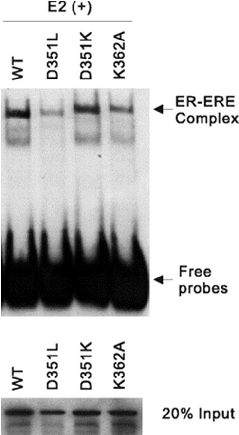 1-1. Gel Mobility Shift Assay (Eletrophoretic Mobility Shift Assays, EMSA) Procedure Labeling of a double-stranded oligonucleotides or DNA fragments 5 end labeling with - 32 P ATP or 3 end labeling