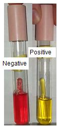 If an organism is capable of fermenting the sugar glucose, then acidic byproducts are formed and the ph indicator turns yellow.
