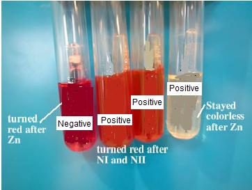Arabinose Test: Test to determine if the microbe can ferment the sugar arabinose as a food source. The microbe is incubated in phenol red arabinose broth for 24 hours.