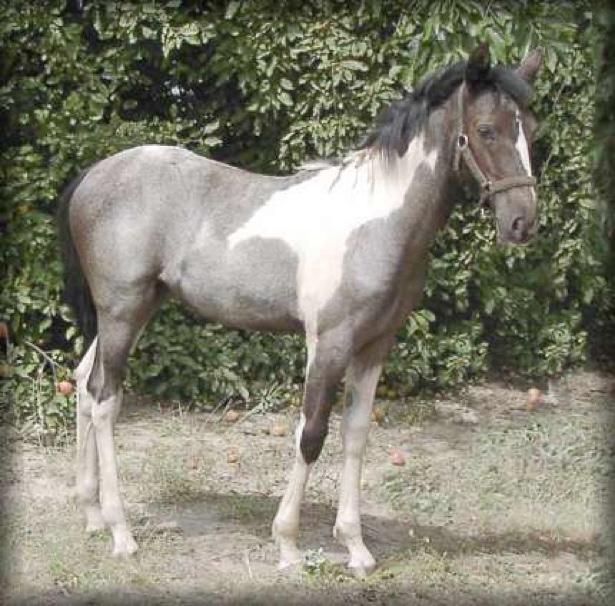 Chapter 9 Gene Interactions Figure 9-1 The coat colour on this juvenile horse is called Bay Roan Tobiano.