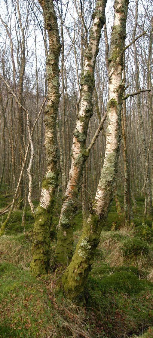 However, sparked by key visionaries & the Millennium, various initiatives in the late 90s / early 00s: Woodlands of Ireland People's Millennium Forests Project NPWS National Survey of Native