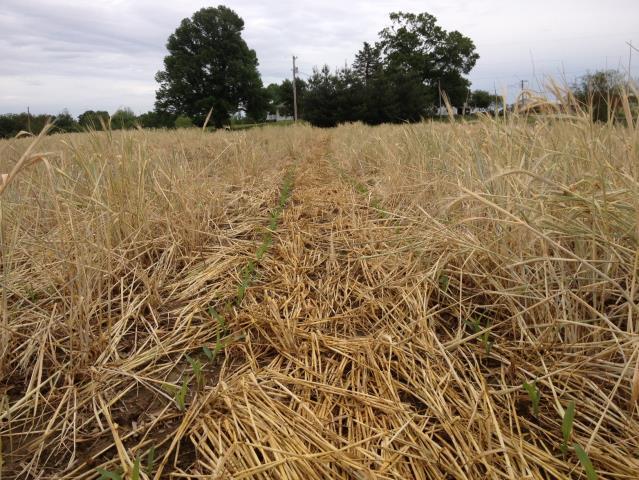 Strategically CC Should Complement the Following Crop Corn into a mix: High Carbon (Rye) Provides: Erosion
