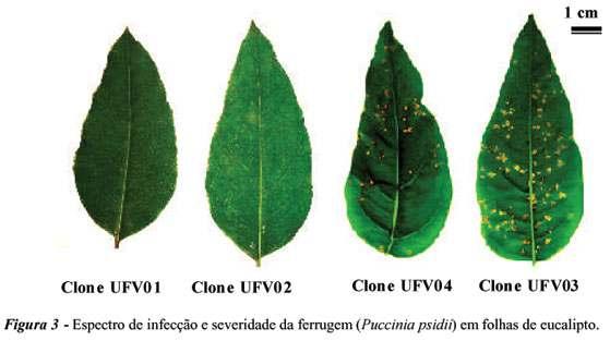 Damage to forestry plantaions in South America Eucalyptus rust severity scale Xavier AA et al.