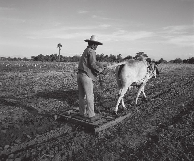 3 The photograph shows a seed-bed being prepared using an ox and harrow.