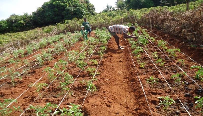 Robit youth take up irrigated farming following ILSSI interventions Photo: Gared Tibeb working on his plot at initial tomato growth stage The Feed the Future Innovation Laboratory for Small-Scale