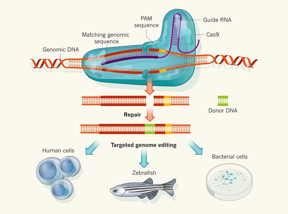 Requirements for Genome Editing 1. Cas9 2. sgrna (Guide) 3.