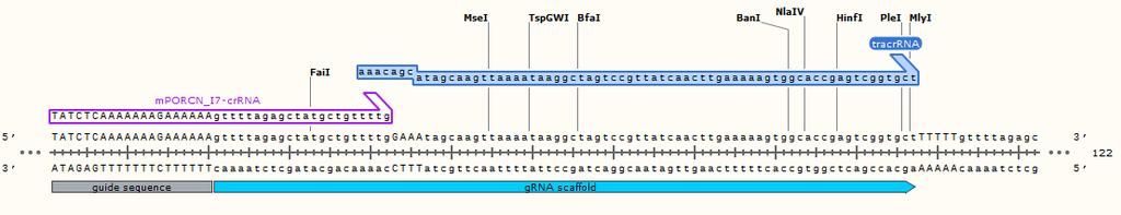 Ordering CRISPR Reagents Cas9 Protein or mrna tracrrna 62 bp RNA oligo crrna 20 base pairs of complimentary sequence immediately 5