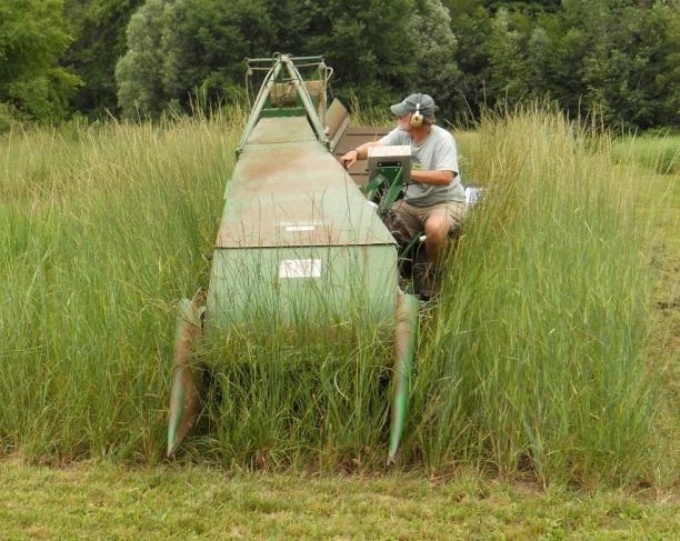 Plots were harvested only once per year between late July to early August when the grasses were fully mature.