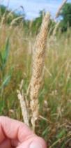 For both species, almost all of the tillers would develop into reproductive stems; whereas, the reed canarygrass varied from year to year which explains its variation in dry matter content (Figure