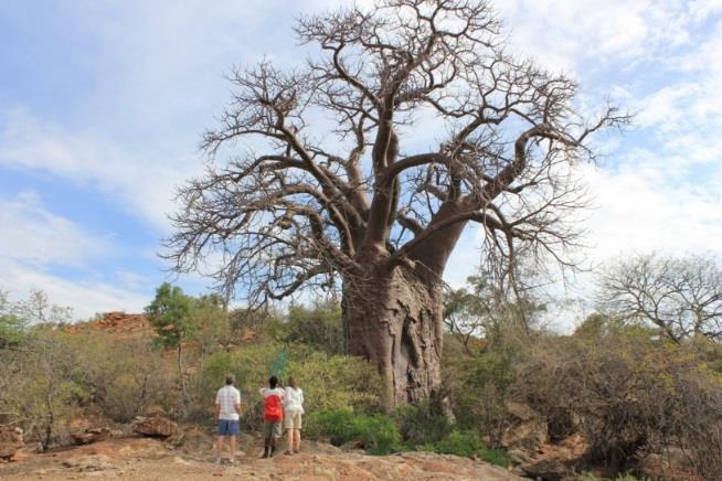 ecotourism activities Impact of climate change on soil microbes One baobab species in SA or two?