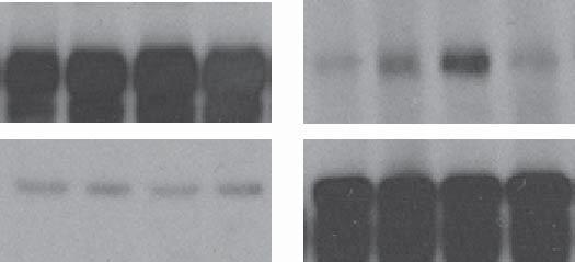 For all western blots, immunoprecipitated proteins are shown in the right panels, and % of the inputs in the left panels.