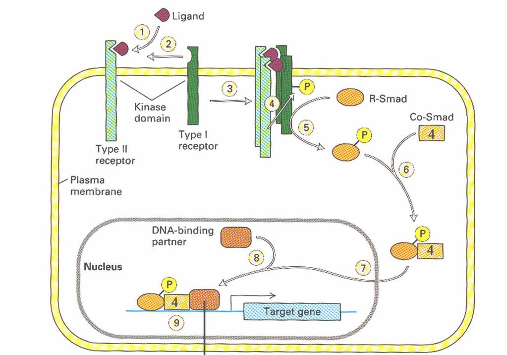 Signal transduction: membrane receptors transduce the signal by phosphorylating and activating transcription factors.