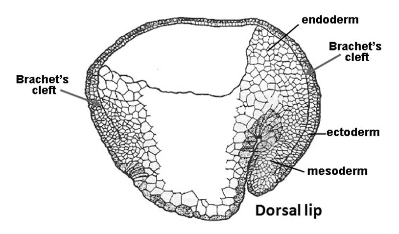 space between ectoderm and mesoderm (called Brachet s cleft in