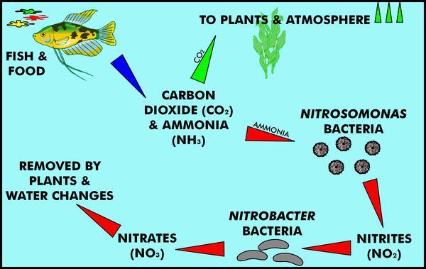 Other bacteria in the soil convert ammonia into nitrates and nitrites.