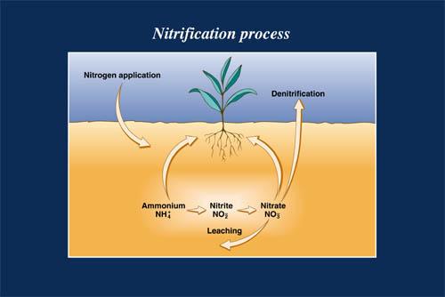 denitrification - convert nitrates into nitrogen gas