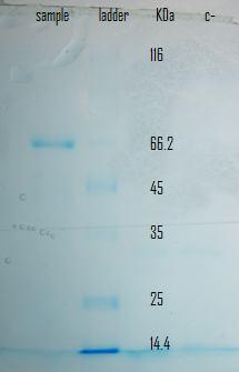 Figure 3: SDS-PAGE of Purified Cellulase From Bacillus subtilis Isolate.