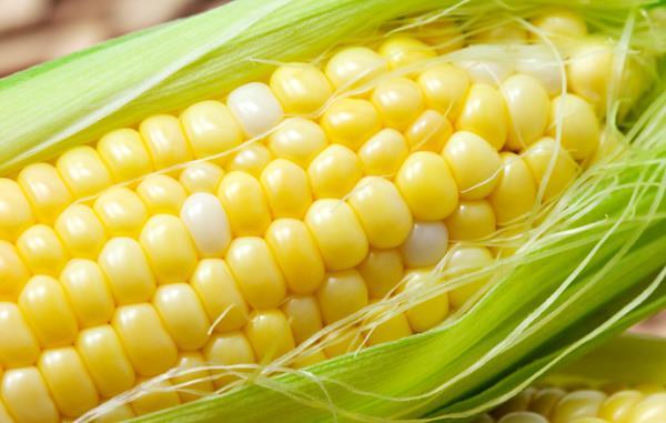 Are GM foods safe? Different GM organisms include different genes inserted in different ways.