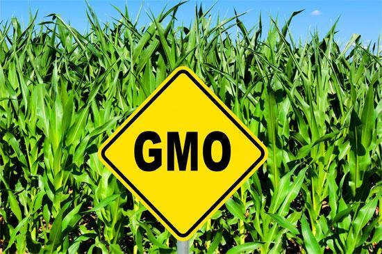 What are genetically modified (GM) organisms & GM foods?