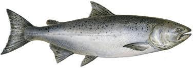 Animal Testing and experimentation in many animals Salmon FDA