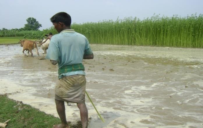 Negative consequences of puddling rice soils Cracking of