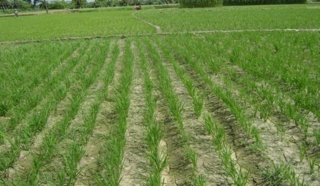 Irrigation input & % save water in rice-wheat-mungbean Water required (L/m2) 400 350 300 250 200 150 100 50 0