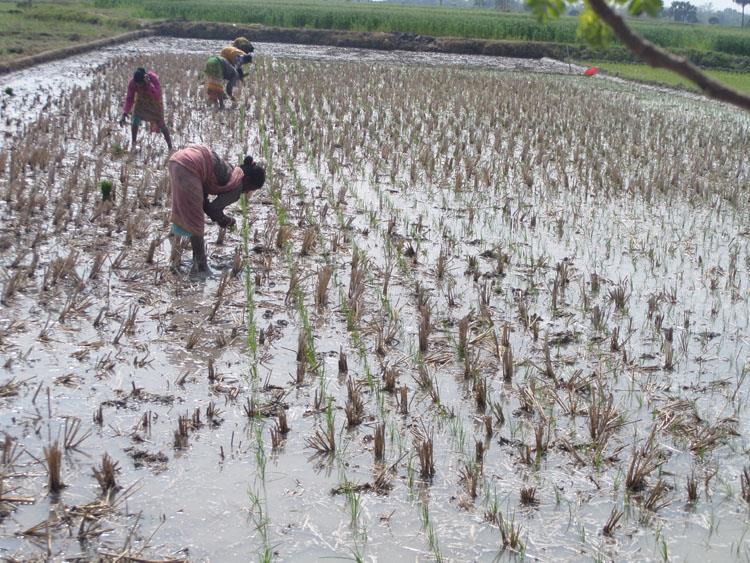 Unpuddled zero tillage boro rice production Benefits: