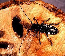 Case Study: Asian Long-horned Beetle From China, discovered