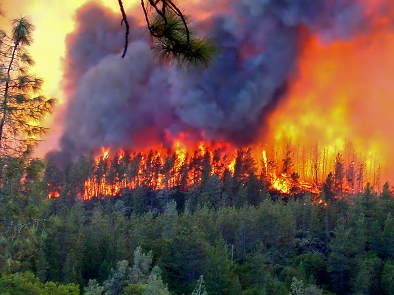 Crown Fires Hot, fast fires that burn entire trees and leap from crown to crown.