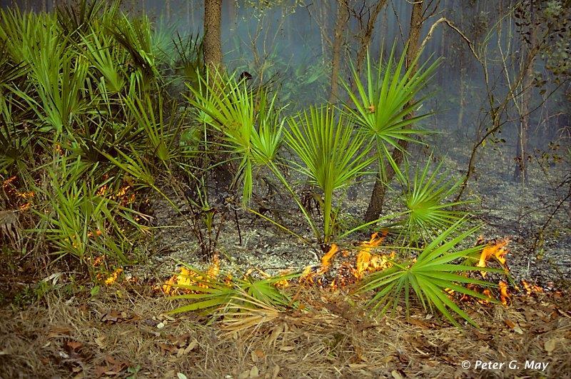 Ground Fires Occurs underground w/ partially decayed plant