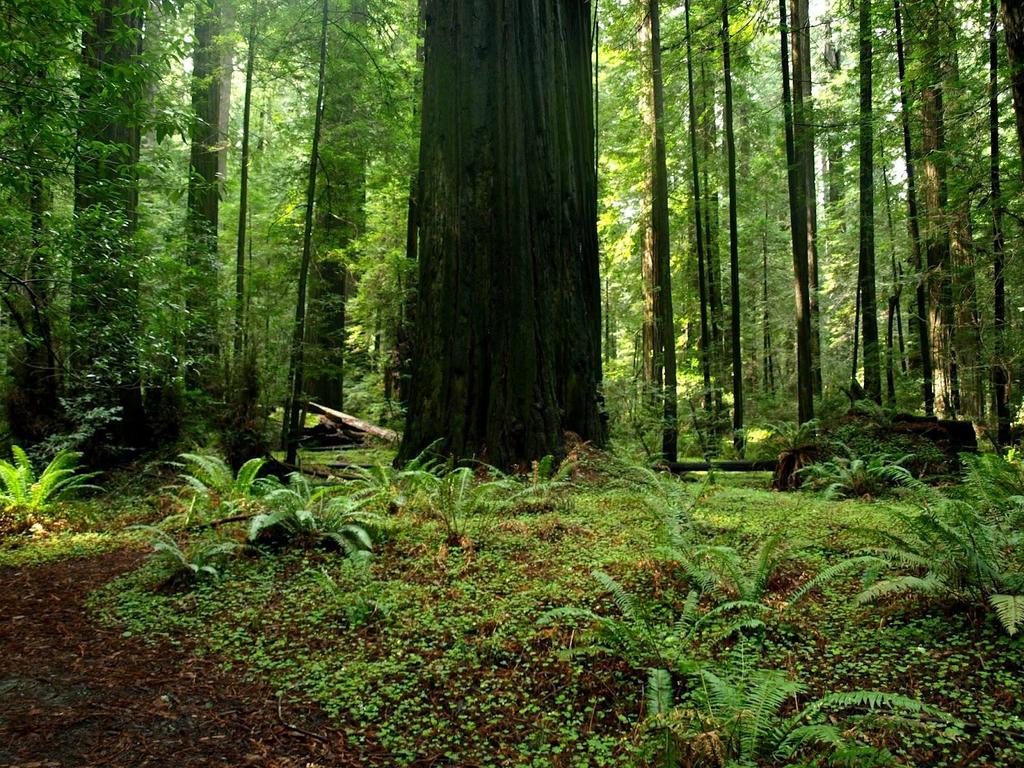 Types of Forests Old growth: