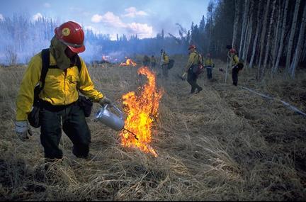 Burning: Set controlled fires to prevent leaf litter