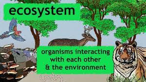 Ecosystem A collection of all the organisms that live in a